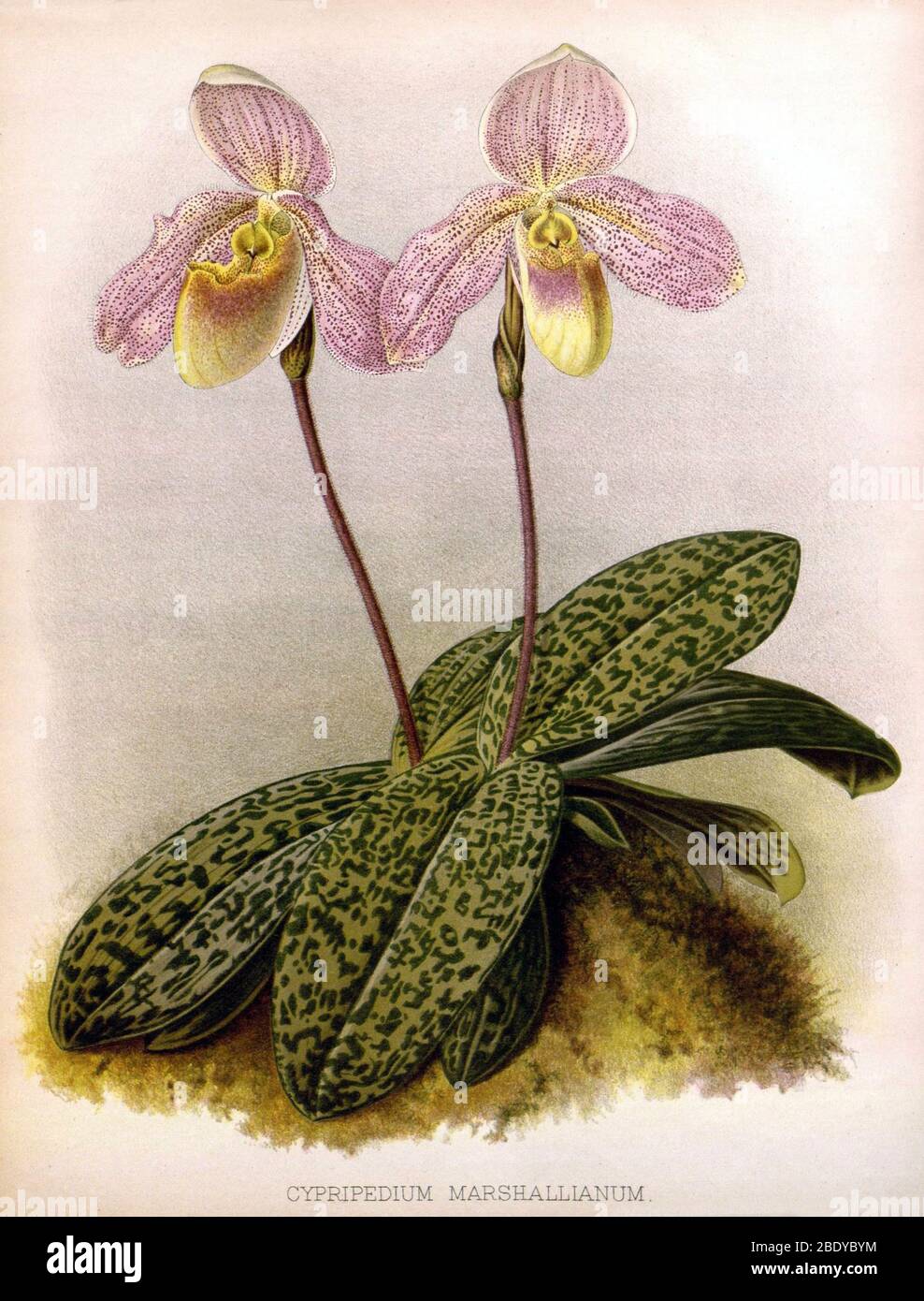 Orchid, Cypripedium marshallianum, 1891 Stock Photo