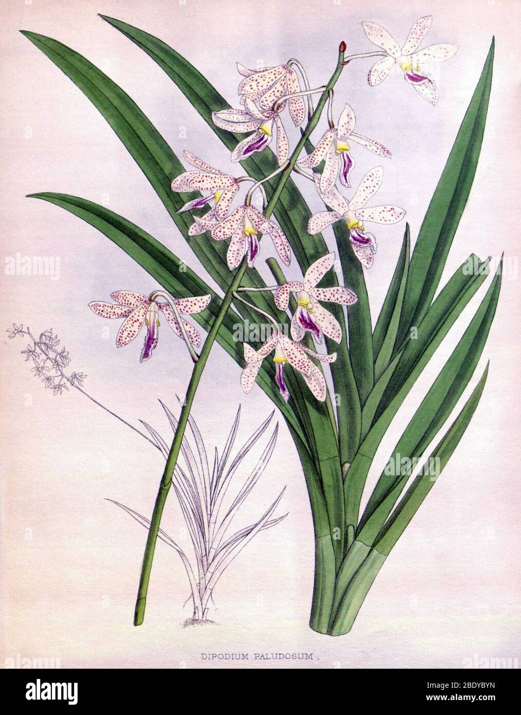 Orchid, Dipodium paludosum, 1891 Stock Photo