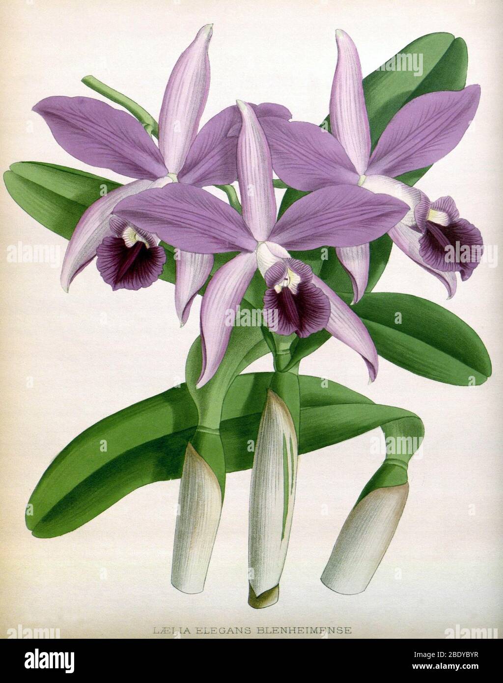 Orchid, Laelia elegans blenheimense, 1891 Stock Photo