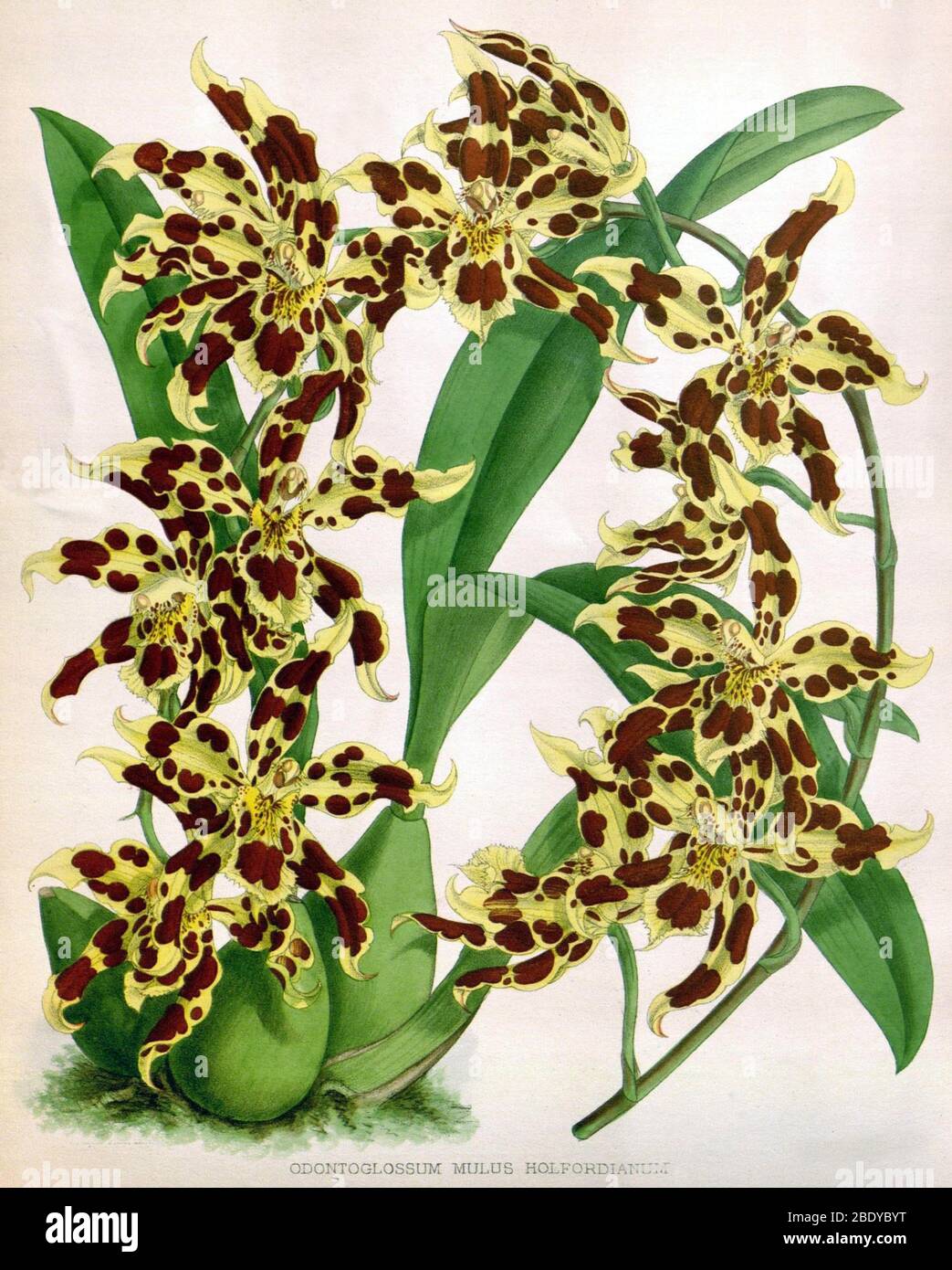 Orchid, O. mulus holfordianum, 1891 Stock Photo