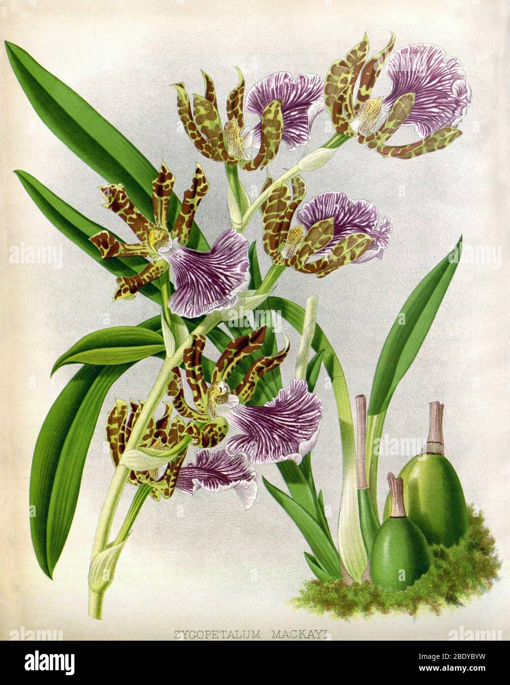 Orchid, Zygopetalum mackayi, 1891 Stock Photo