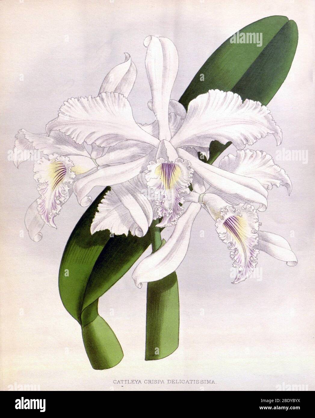 Orchid, C. crispa delicatissima, 1891 Stock Photo