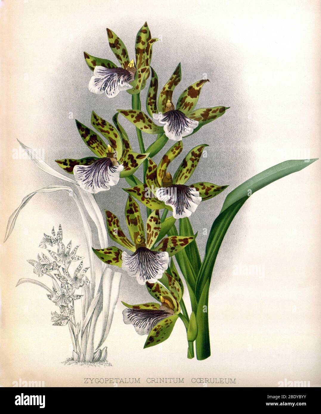 Orchid, Z. crinitum coeruleum, 1891 Stock Photo