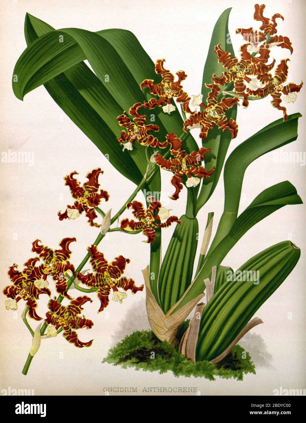 Orchid, Oncidium anthrocrene,1891 Stock Photo