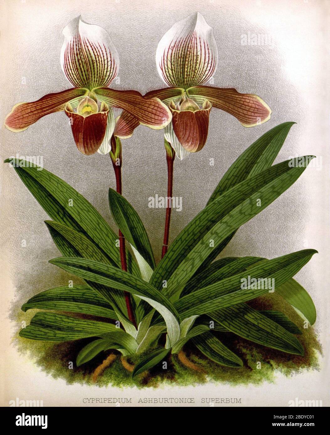 Orchid, C. ashburtonioe superbum, 1891 Stock Photo