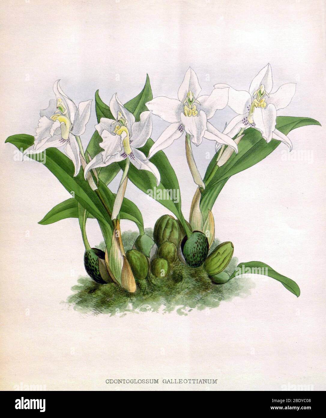 Orchid, Odontoglossum galleottianum, 1891 Stock Photo