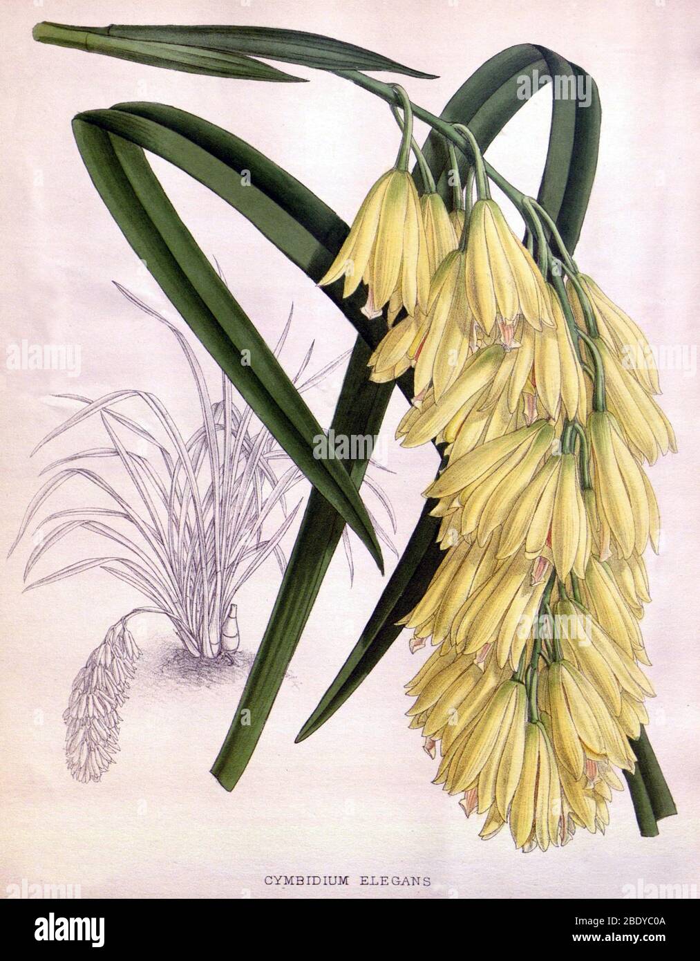 Orchid, Cymbidium elegans, 1891 Stock Photo
