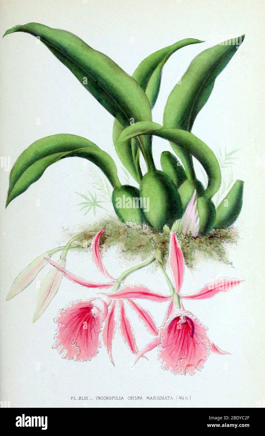 Orchid, T. crispa marginata, 1880 Stock Photo