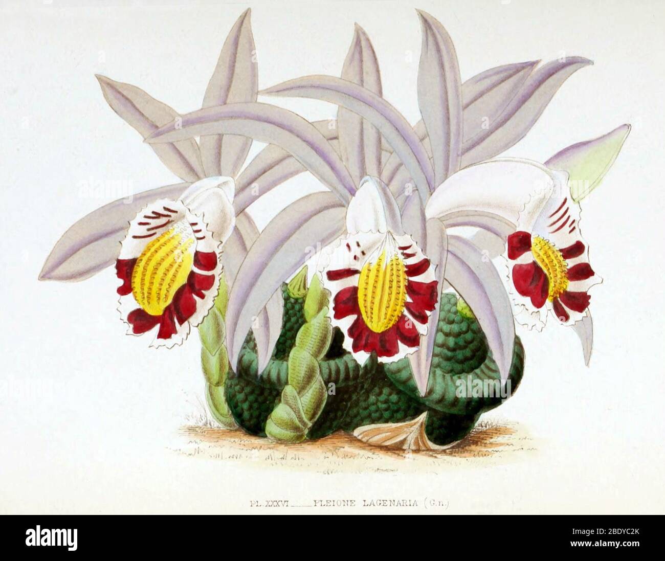 Orchid, Pleione lagenaria, 1880 Stock Photo
