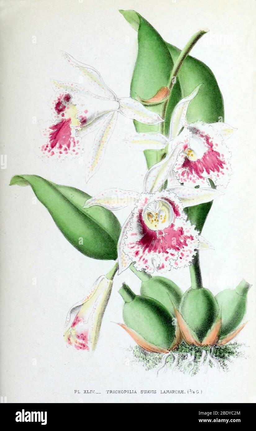 Orchid, T. suavis lamarchae, 1880 Stock Photo
