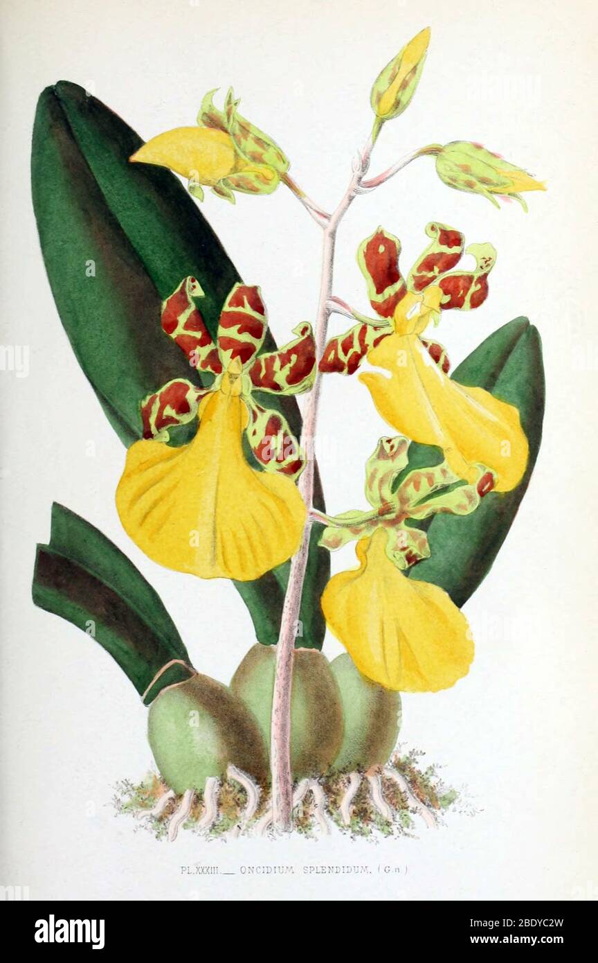 Orchid, Oncidium splendidum, 1880 Stock Photo