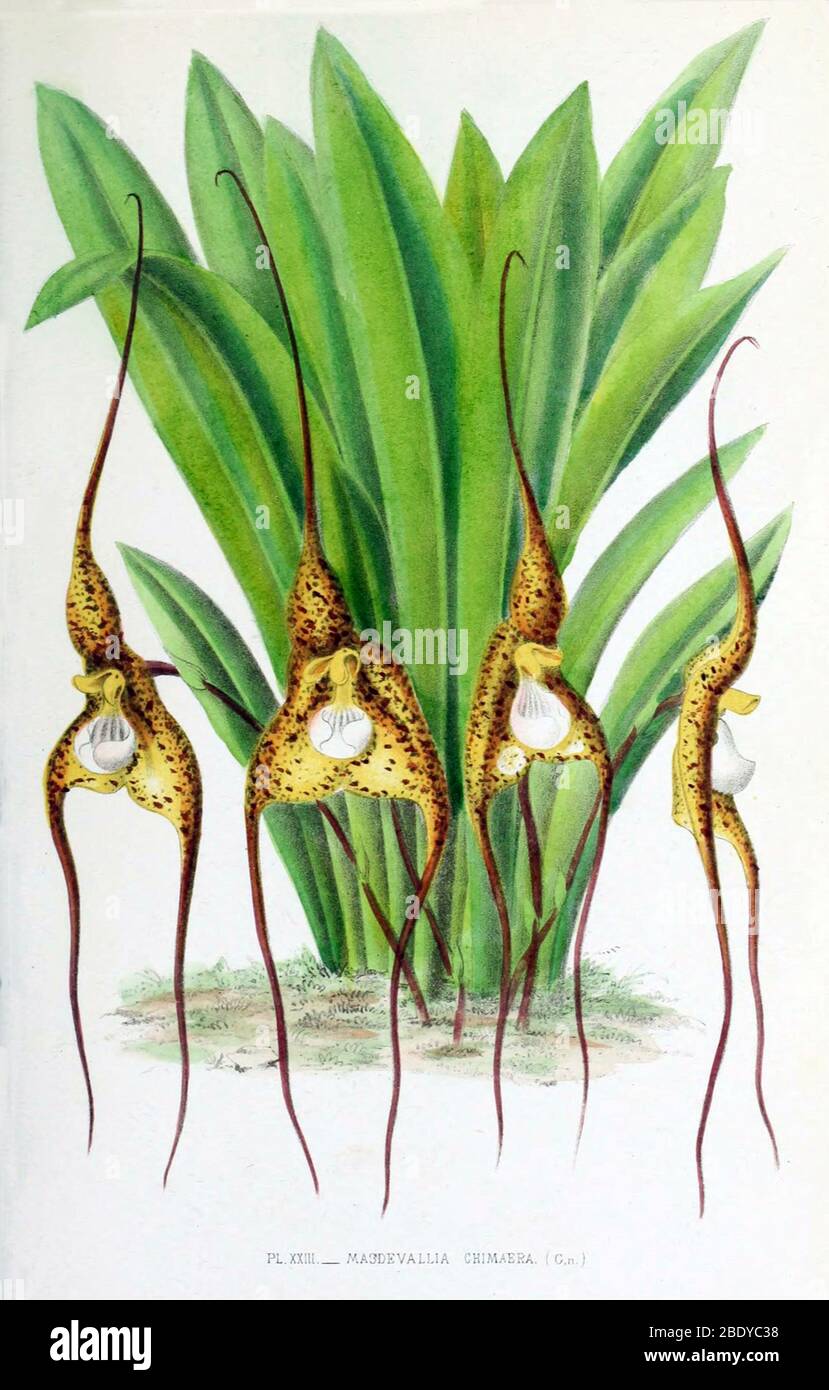 Orchid, Masdevallia chimaera, 1880 Stock Photo