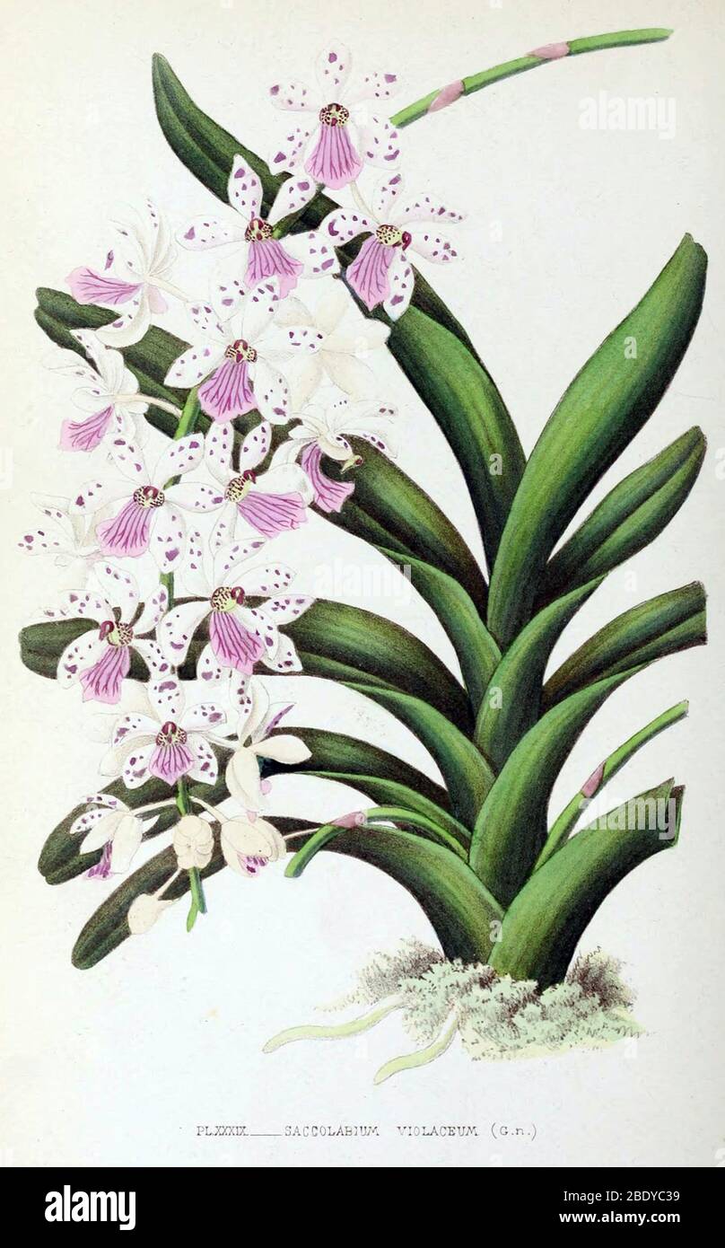 Orchid, Saccolabium violaceum, 1880 Stock Photo