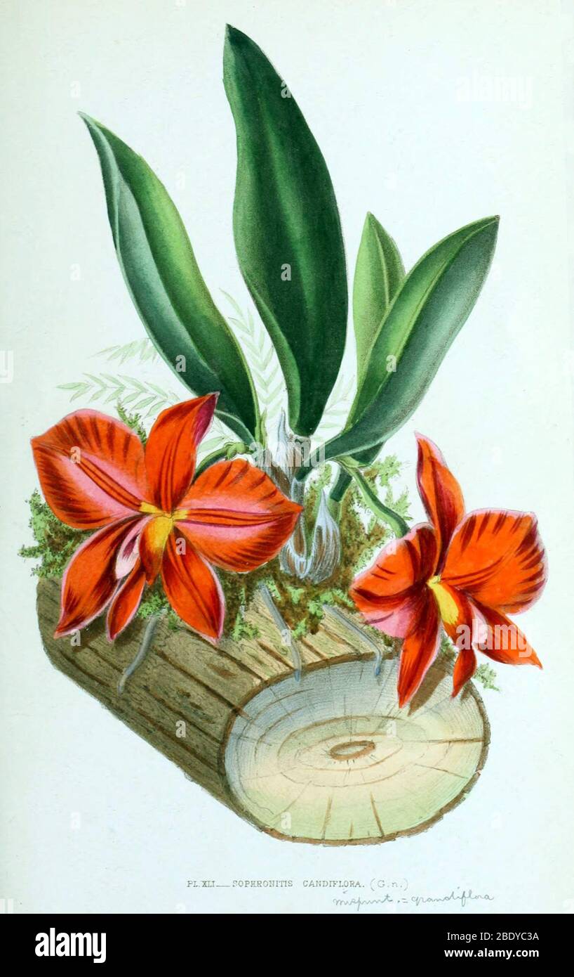 Orchid, Sophronitis grandiflora, 1880 Stock Photo