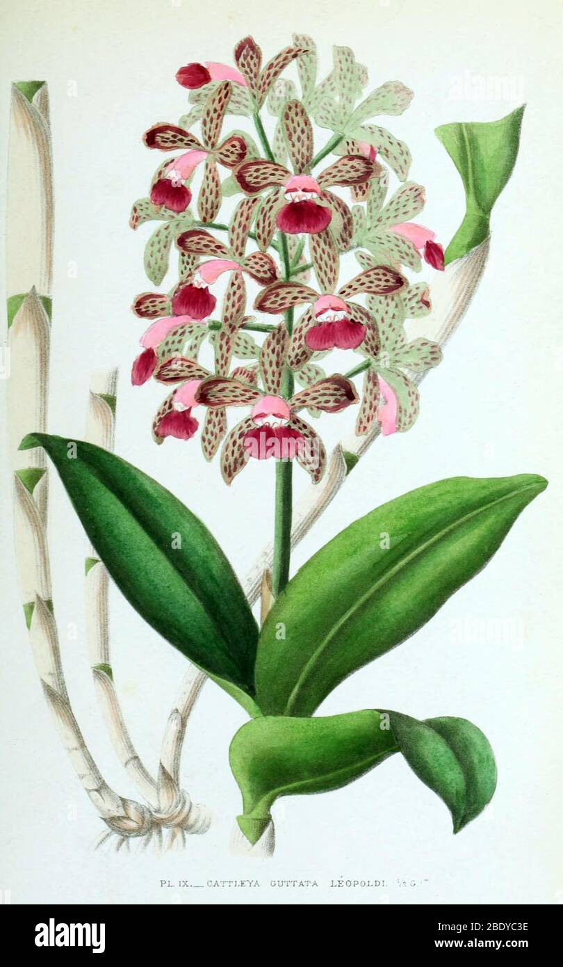 Orchid, Cattleya guttata leopoldi, 1880 Stock Photo