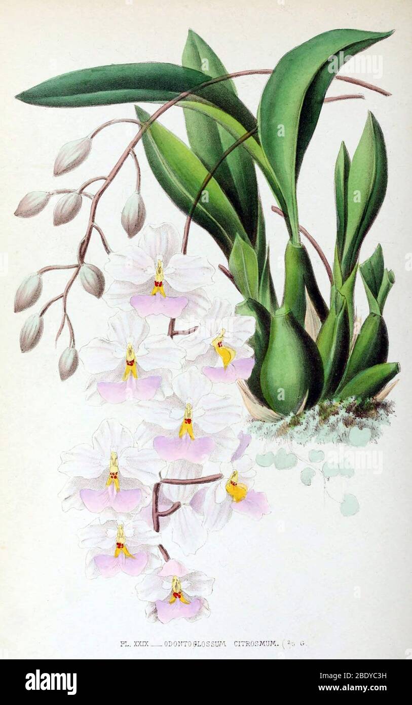 Orchid, Odontoglossum citrosmum, 1880 Stock Photo