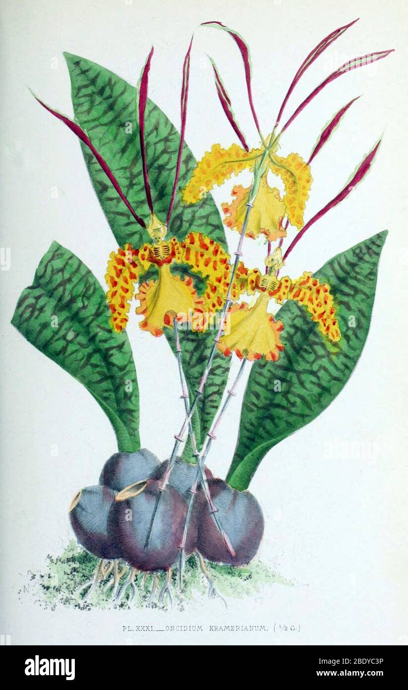 Orchid, Oncidium kramerianum, 1880 Stock Photo