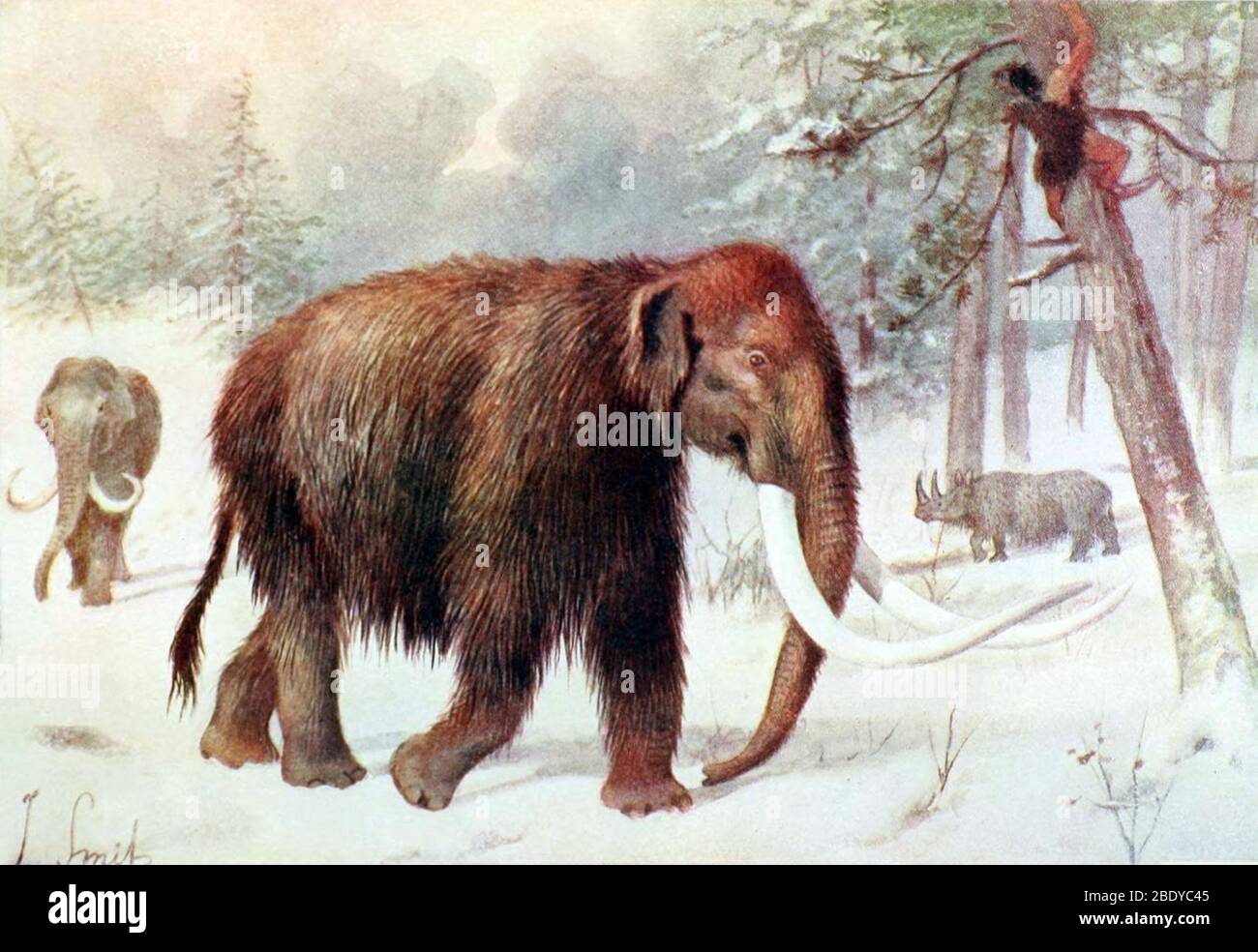 Mammoth, Cenozoic Mammal Stock Photo