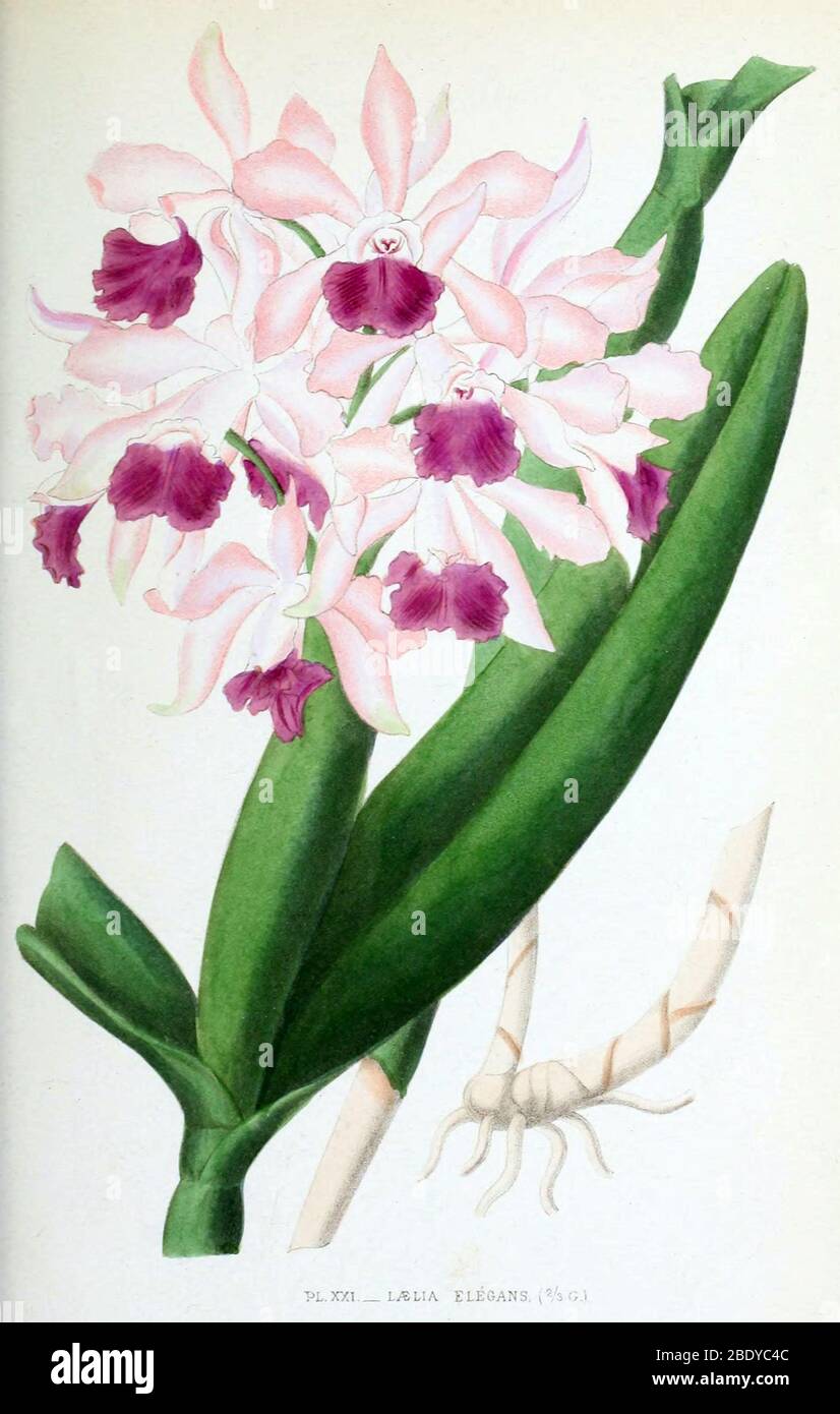 Orchid, Laelia elegans, 1880 Stock Photo