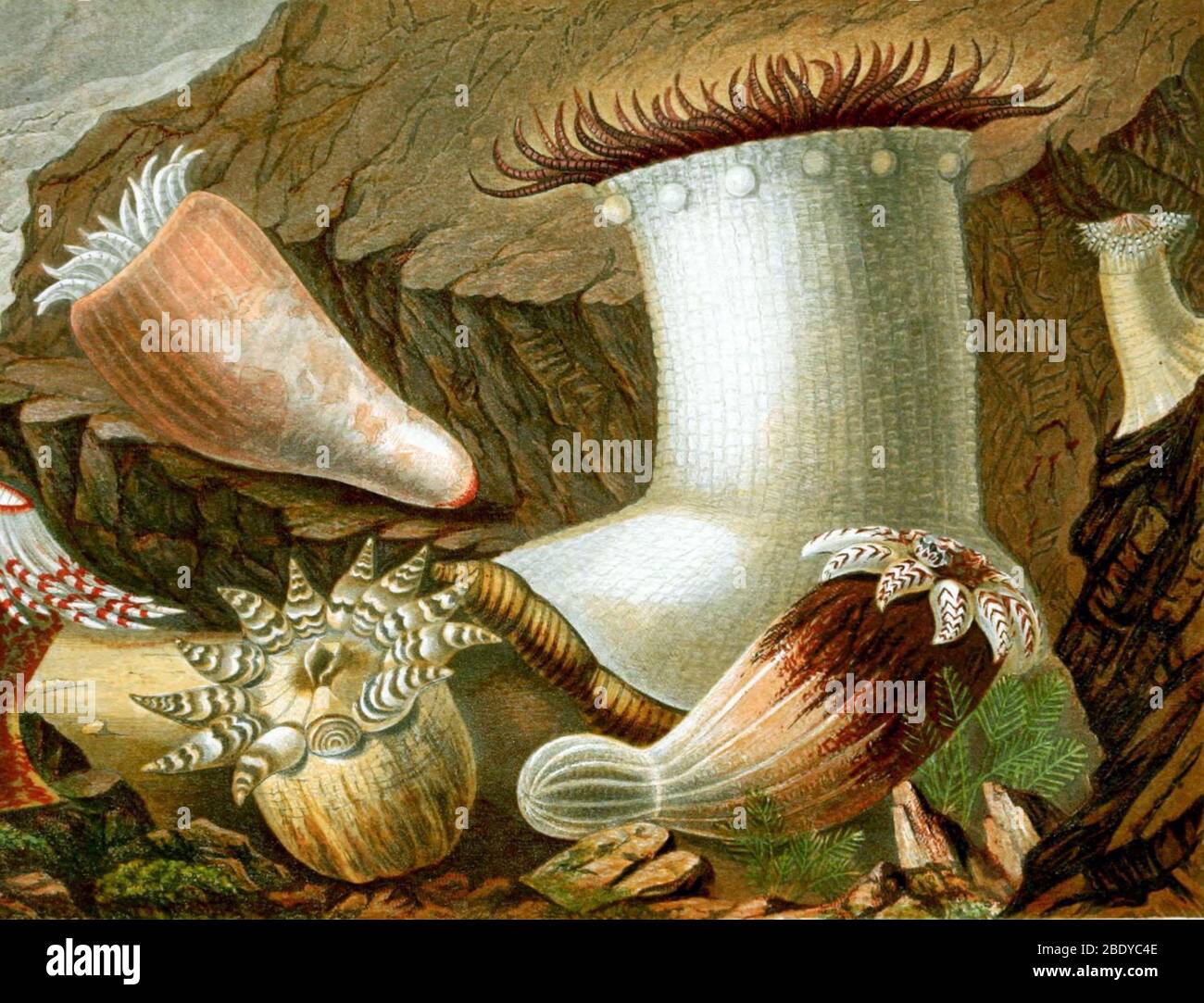 Sea Anemones, 1860 Stock Photo