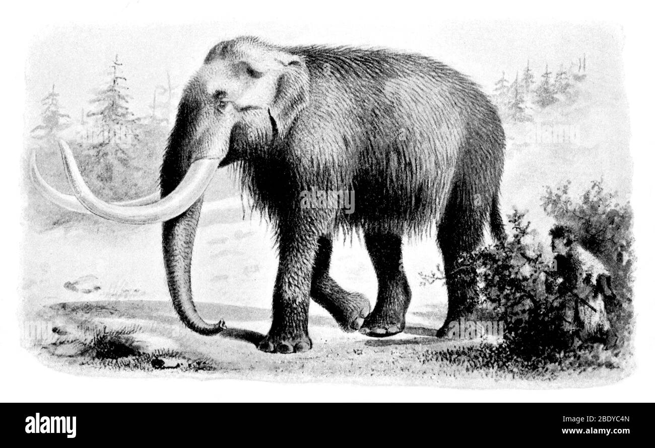 Mammoth, Cenozoic Mammal Stock Photo