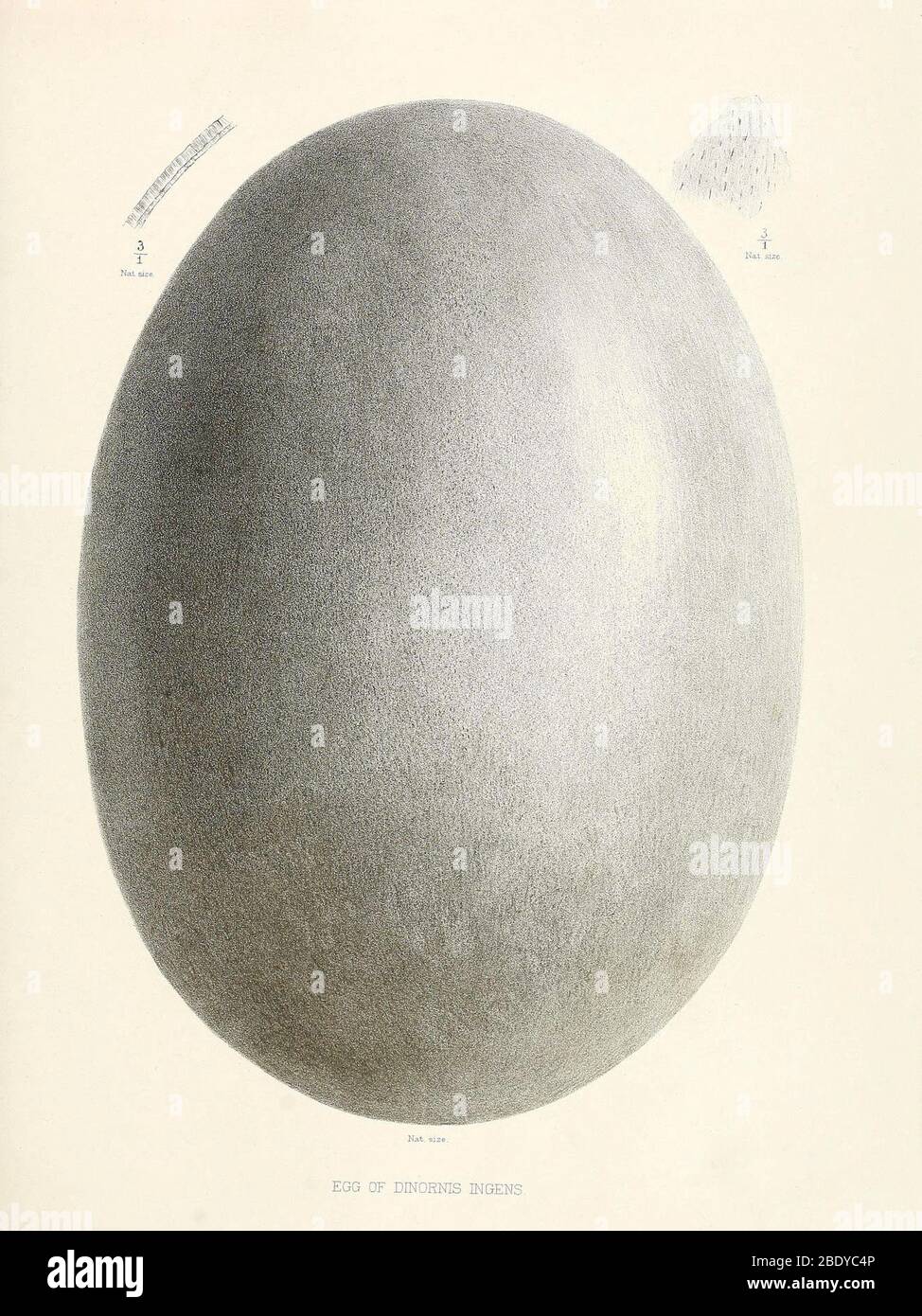 Egg of Dinornis, Giant Moa, Cenozoic Bird Stock Photo