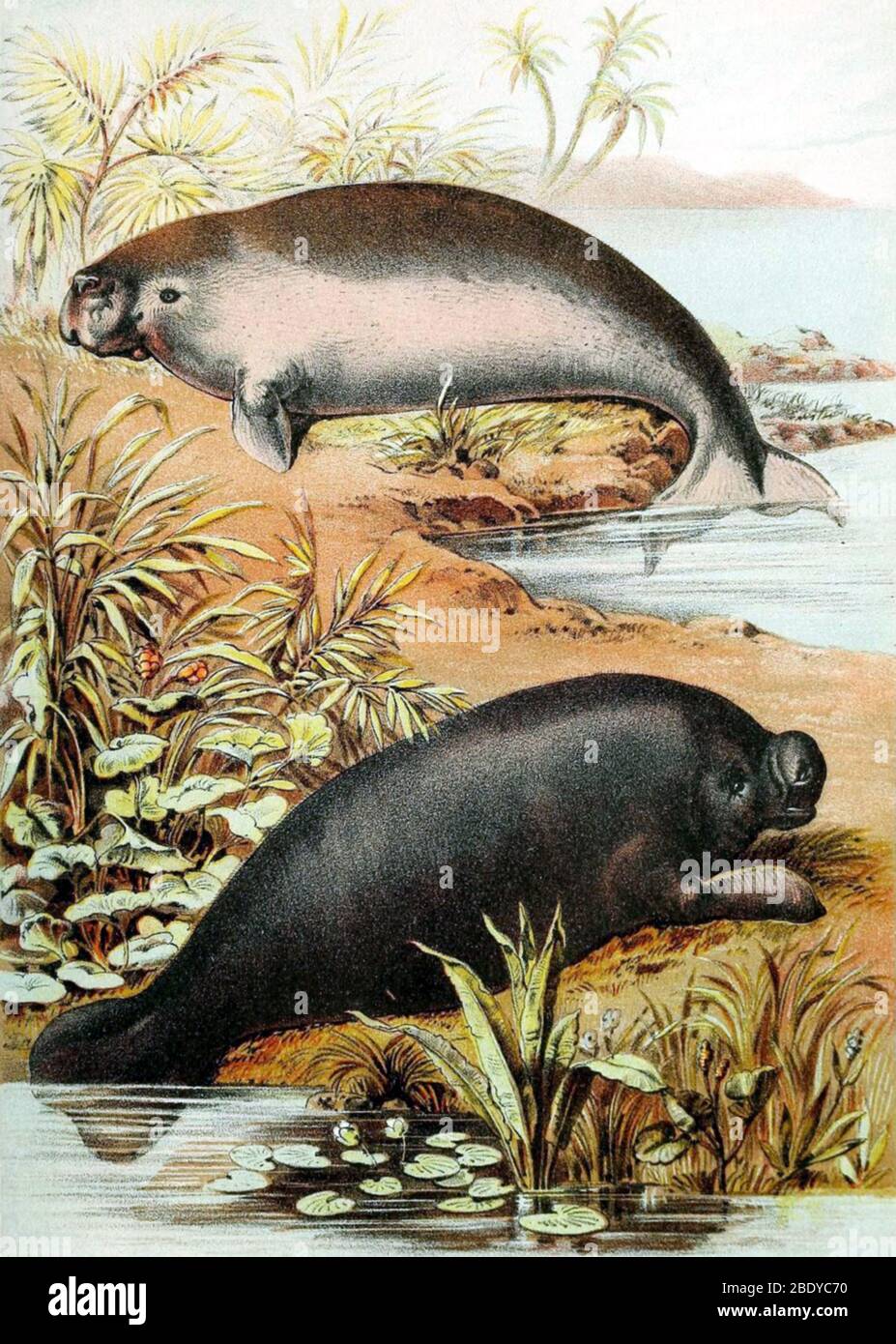 Dugong and Manatee, Vulnerable Species Stock Photo