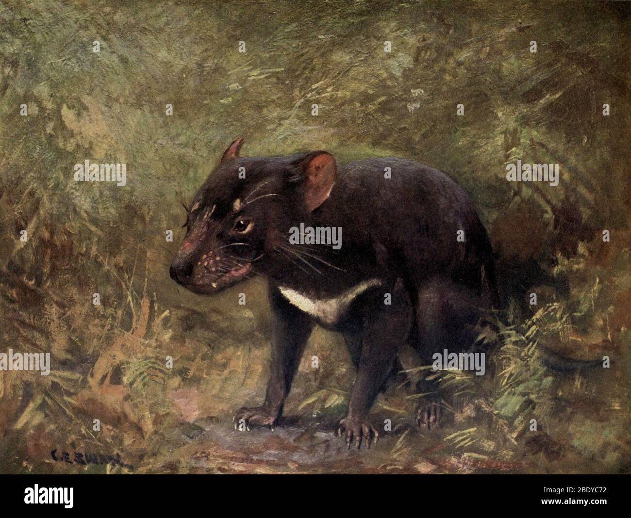 Tasmanian Devil, Endangered Species Stock Photo