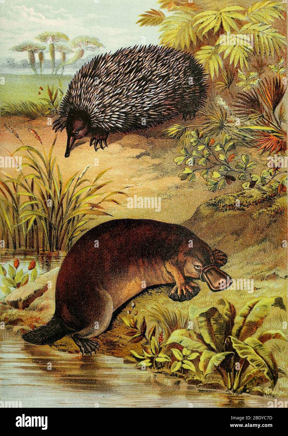 Echidna and Platypus, Egg-Laying Mammals Stock Photo