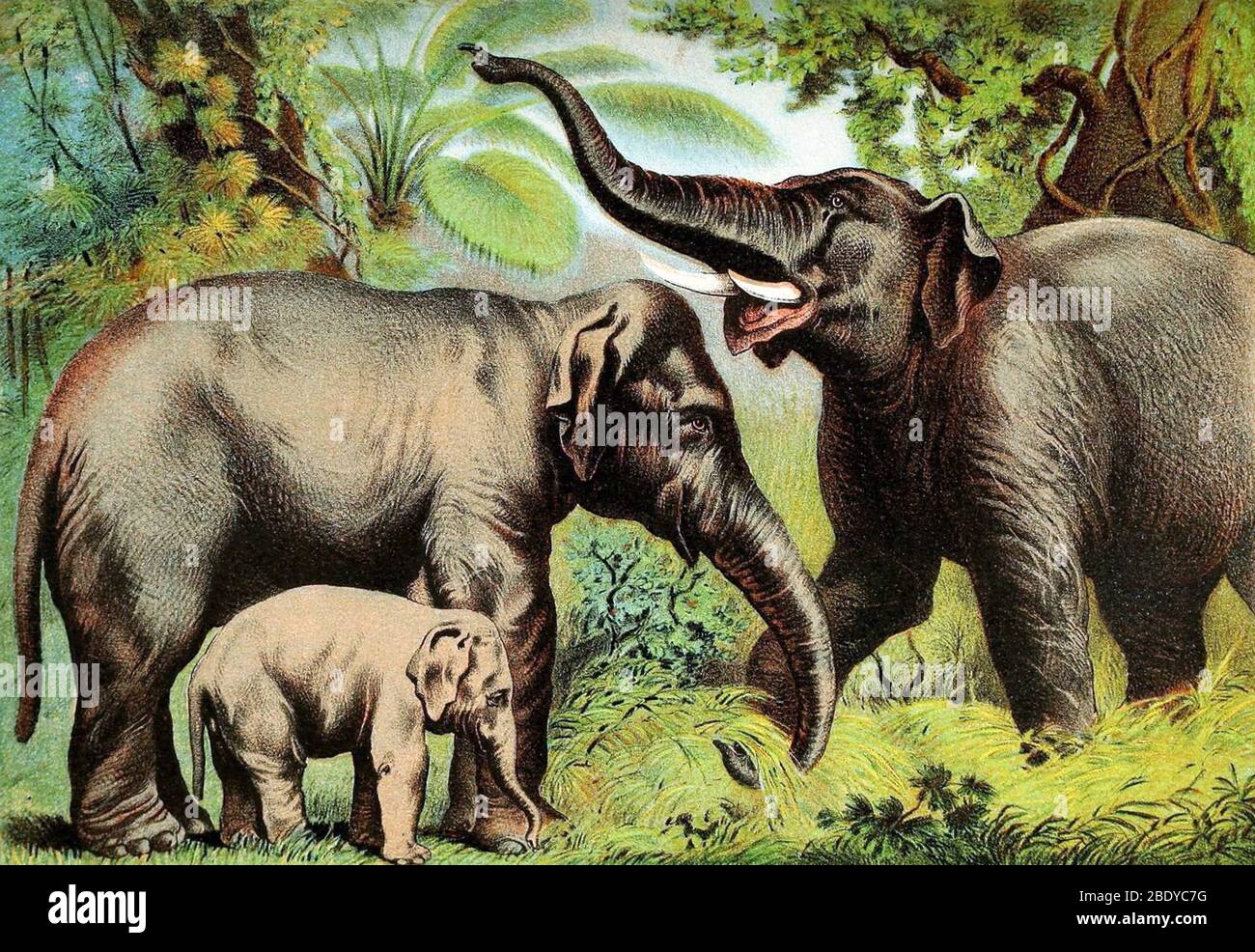 Indian Elephant, Endangered Species Stock Photo