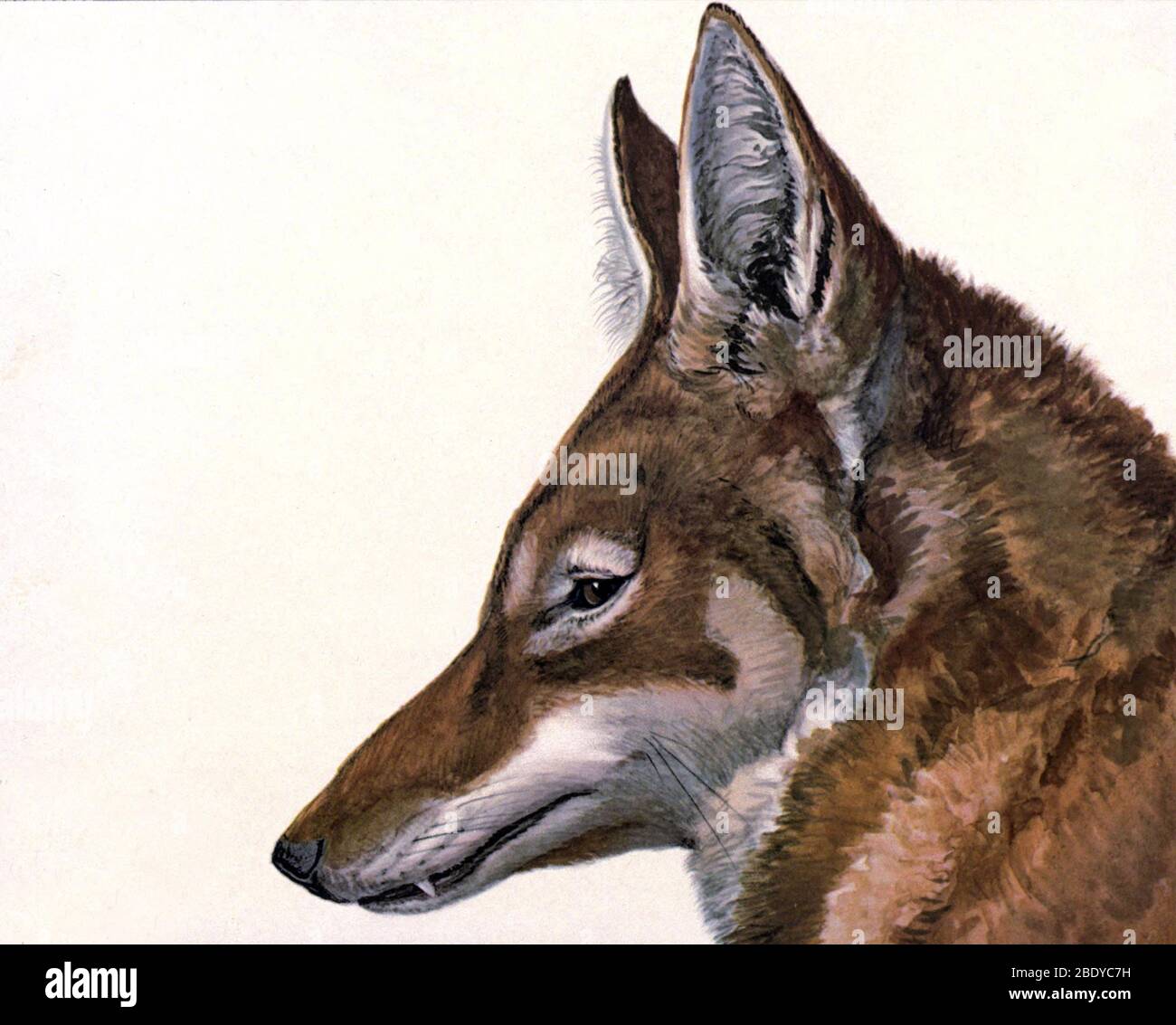 Ethiopian Wolf, Endangered Species Stock Photo