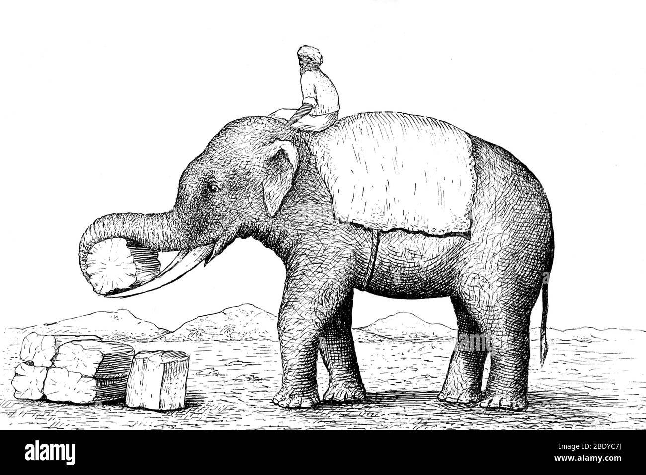 19th century indian elephant hi-res stock photography and images - Alamy