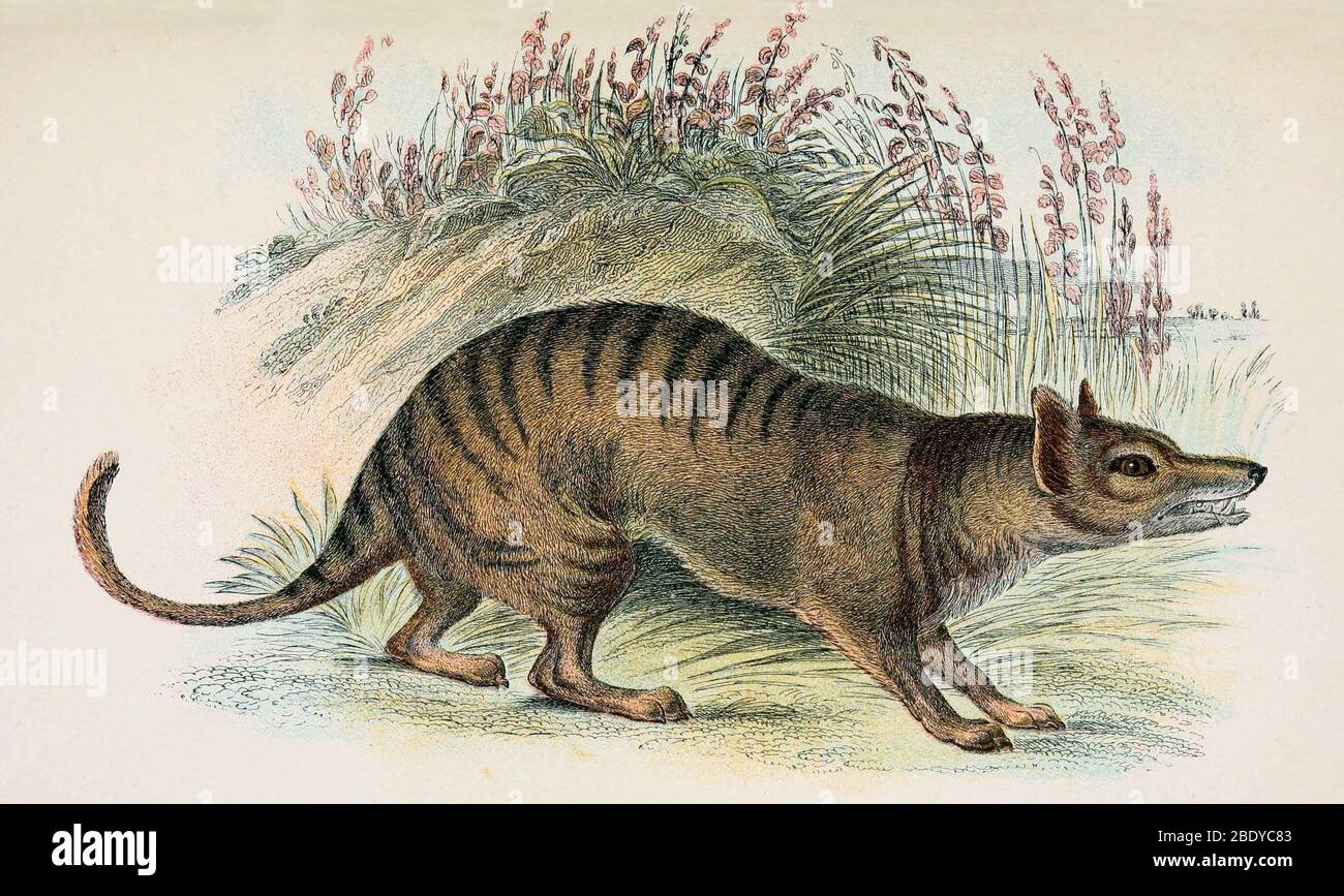Tasmanian Tiger, Extinct Species Stock Photo