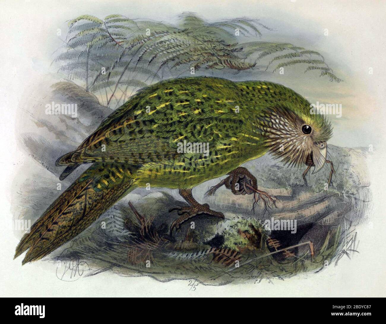 Kakapo, Endangered Species Stock Photo