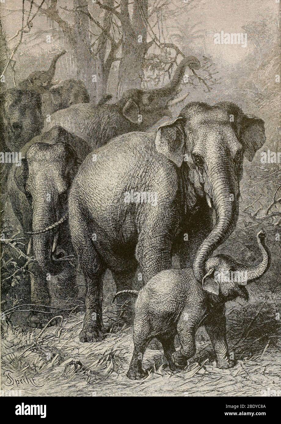Indian Elephant, Endangered Species Stock Photo