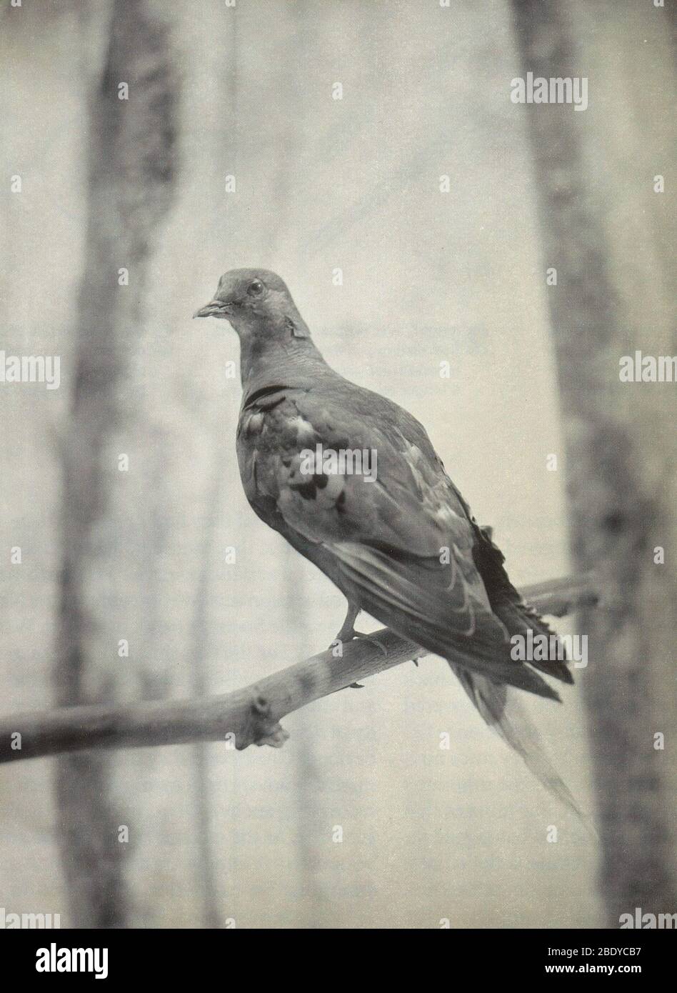 Martha, Last Known Passenger Pigeon Stock Photo