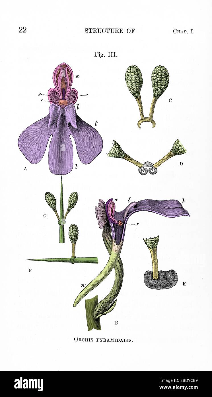 Darwin's Orchis Pyramidalis, Illustration Stock Photo