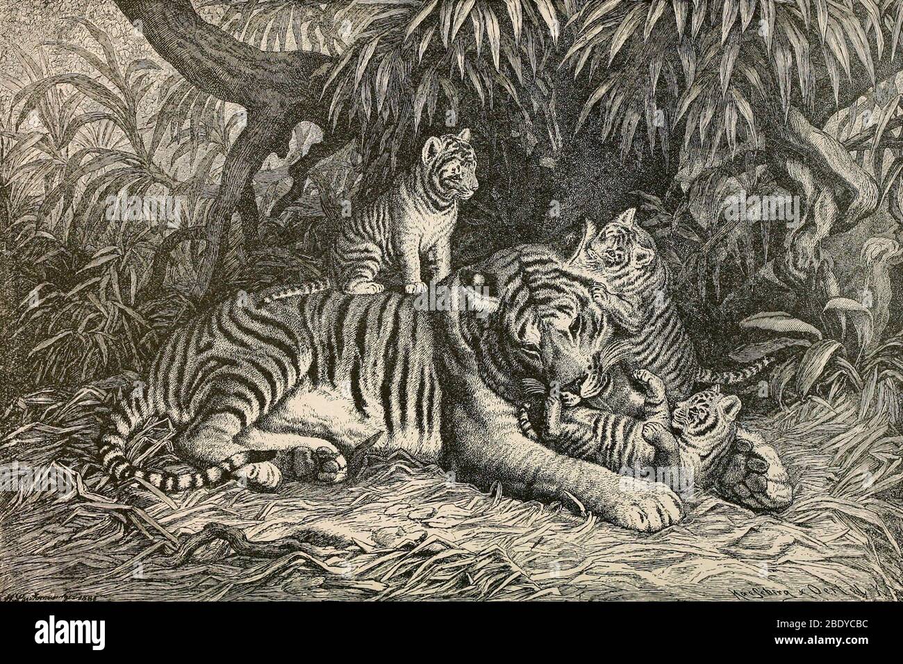 Bengal Tiger, Endangered Species Stock Photo - Alamy