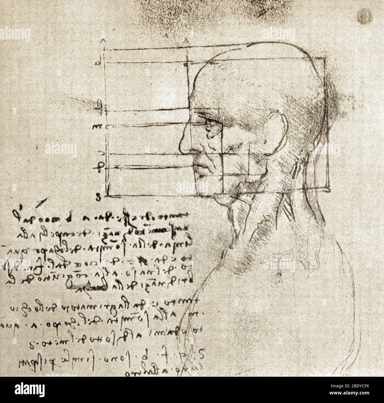 Anatomical Drawing by Leonardo da Vinci Stock Photo