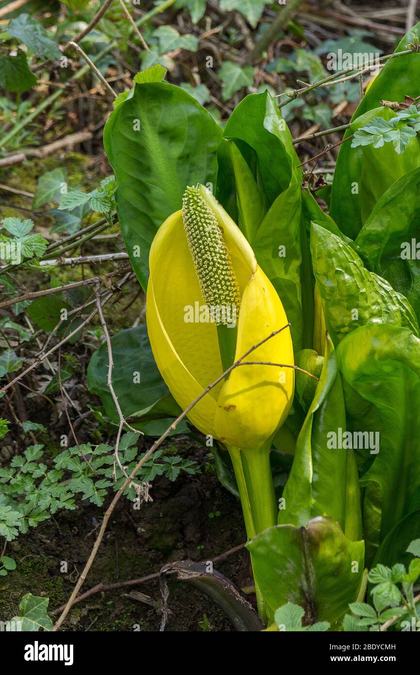 Large yellow riverside plant with single wrap round petal centre stamen single thick stem and several large crinkley wavy edged green leaves Stock Photo