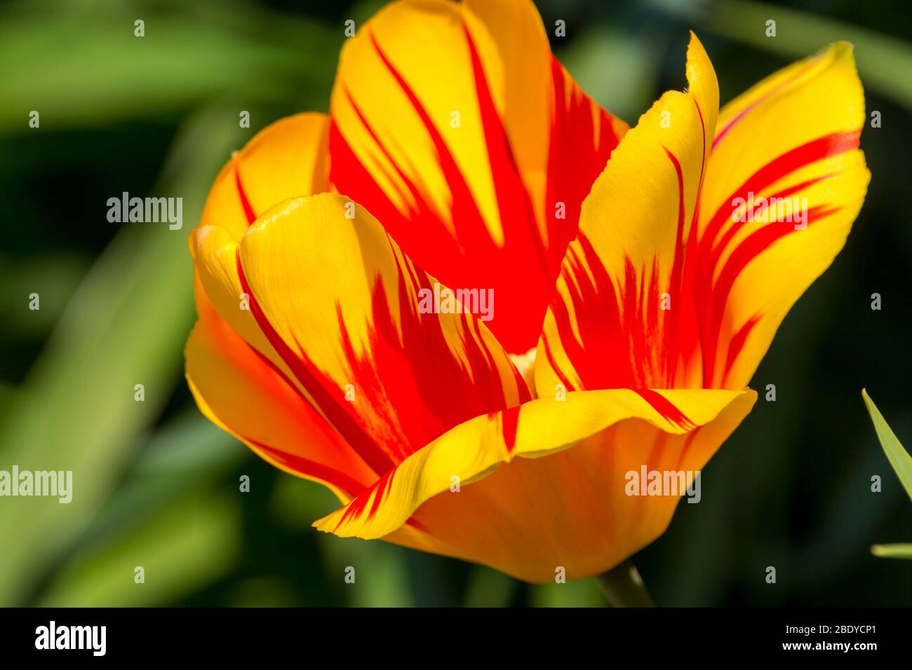 Tulip open bright yellow and red flower large petals colourful late spring plant grown from bulbs. Stock Photo