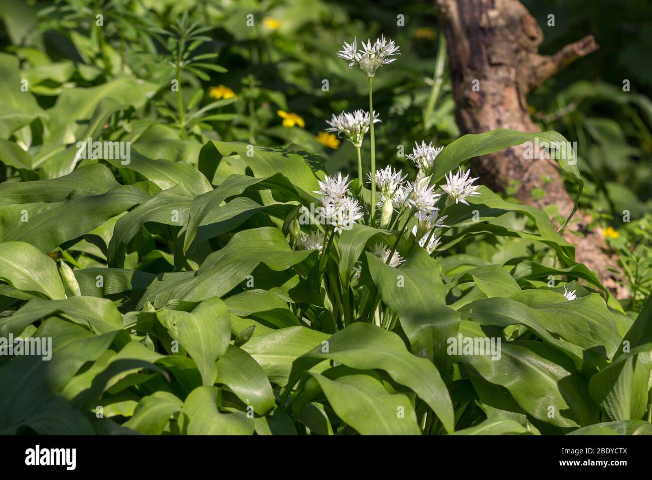 Wild garlic Allum ursinum a semi evergreen woodland plant of damp and shady eareas edible mild garlic taste with white flowers six long pointed petals Stock Photo