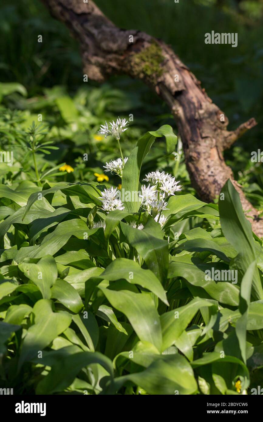 Wild garlic Allum ursinum a semi evergreen woodland plant of damp and shady eareas edible mild garlic taste with white flowers six long pointed petals Stock Photo
