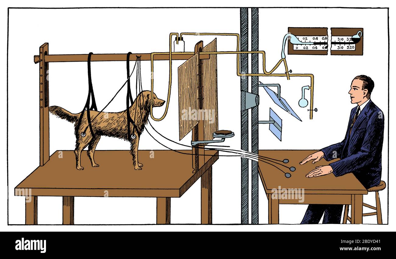 What Did Ivan Pavlov Conclude From His Experiments With The Dog