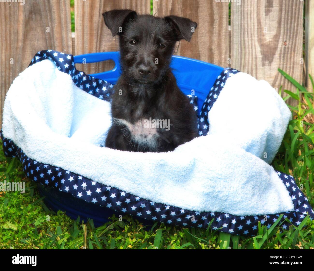 Cute, black mixed breed puppy in a basket in front of a wood fence Stock Photo