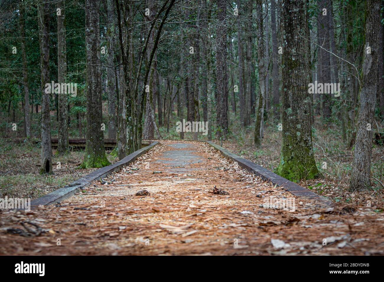 Wooden boardwalk leading into forest Stock Photo