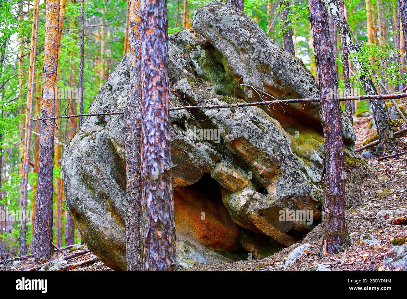 Large Rocks Forest Large rocks in the pine forest. National park Stock Photo - Alamy