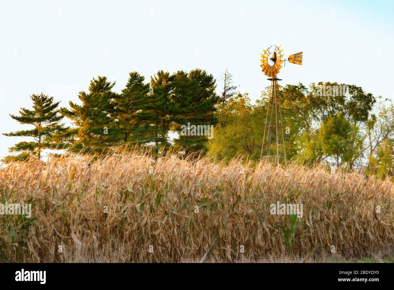 Corn stalks in foreground with ood windmill and trees in background during fall Stock Photo