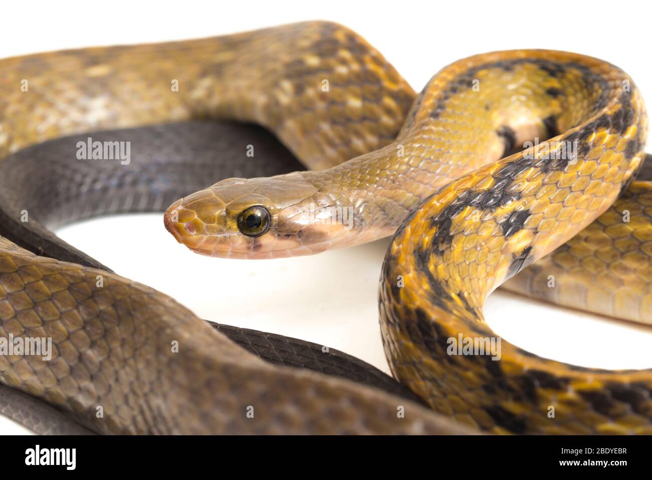 Coelognathus flavolineatus, the black copper rat snake or yellow ...