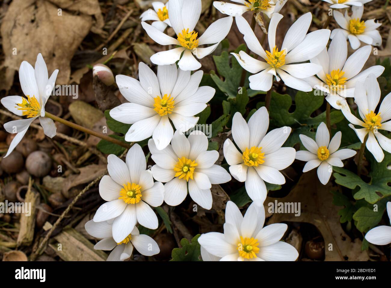 Blood Root blooming in the early morning.  It is a springtime perennial, herbaceous flowering plant native to eastern North America. Stock Photo